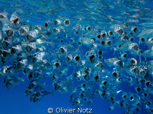 allways funny to watch them swimming with their wide open... by Olivier Notz 